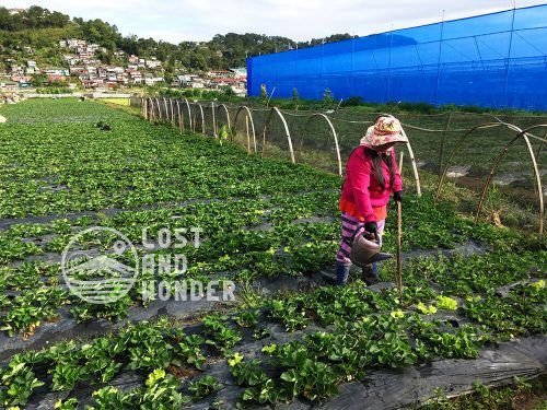 Strawberry Farm Baguio: Travel Guide - Lost And Wonder