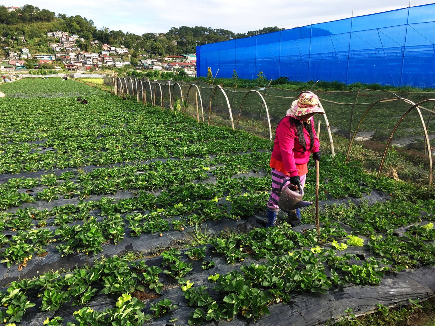 strawberry-farm-baguio-travel-guide-2019-lost-and-wonder