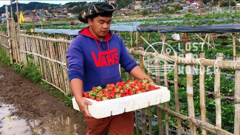 Strawberry Farm Baguio: Travel Guide - Lost and Wonder Foto & Idee Strawberry Farm Baguio: Travel Guide - Lost and Wonder Illustration