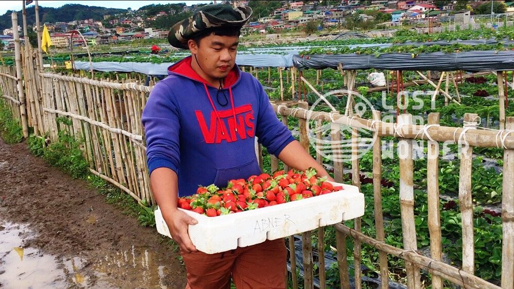 Photo of a Farmer in La Trinidad