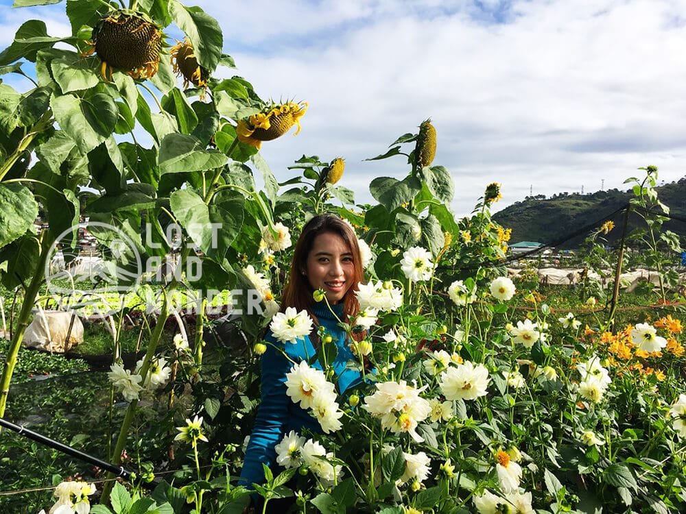 Photo of Flowers in La Trinidad 