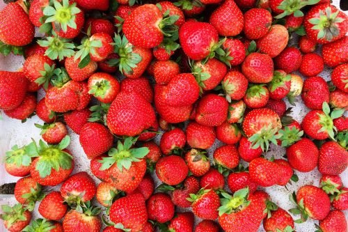 Photo of Strawberries in La Trinidad Strawberry Farm