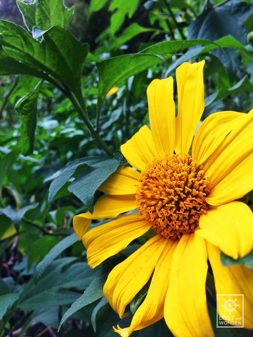 Sunflower Farm In Baguio City | Best Flower Site