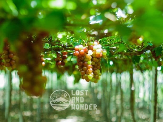 Picture of Gapuz Grapes Farm in La Union
