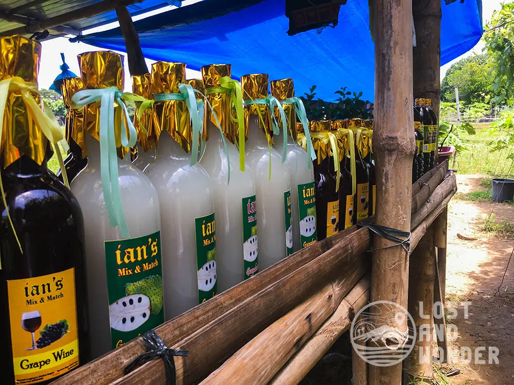 Grape Farm La Union A Sweet Side Trip Lost And Wonder