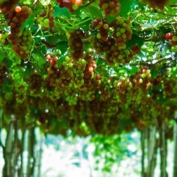 Picture of a grape farm in La Union Philippines