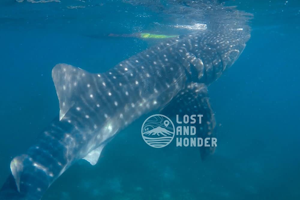 Photo of a whale shark in Oslob Cebu
