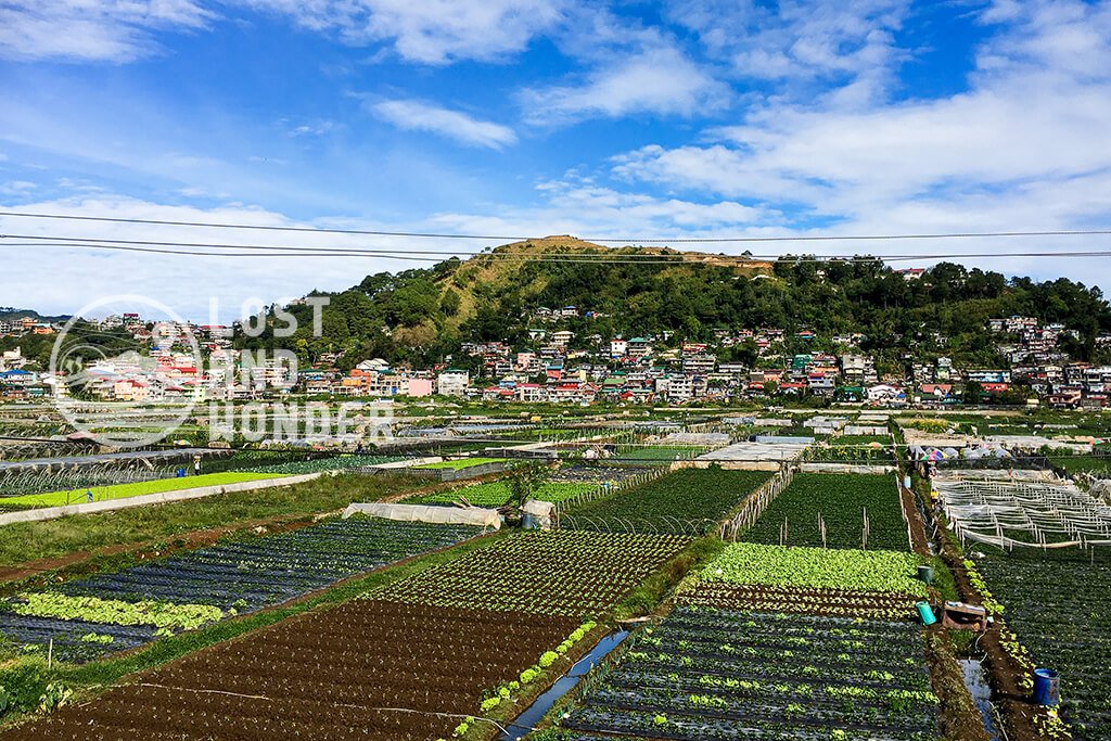 Photo of La Trinidad Strawberry Farm